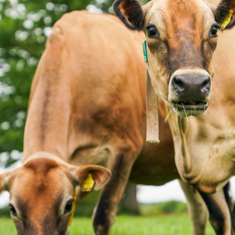对于养牛户来说，夏季**基础的工作就是防暑降温，那么牛场防暑降温措施都有哪些呢?夏天给牛防暑药有哪些...