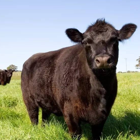 亚伯丁安格斯牛(Aberdeen Angus)又被称为黑色无角肉用牛，起源于苏格兰，19世纪初很多育...